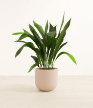 Load image into Gallery viewer, Sandy Pink*****Profile
