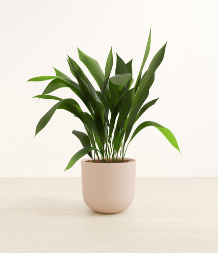 Sandy Pink*****Profile