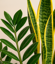 Load image into Gallery viewer, ALL
