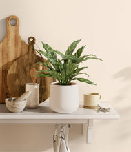 Load image into Gallery viewer, White
