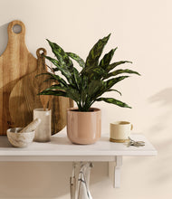 Load image into Gallery viewer, Glossy Pink
