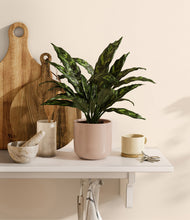 Load image into Gallery viewer, Sandy Pink
