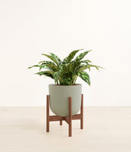 Load image into Gallery viewer, Sage Green stand:walnut
