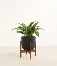 Load image into Gallery viewer, Stone Black stand:walnut
