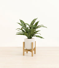 Load image into Gallery viewer, Cotton White stand:bamboo
