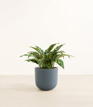 Load image into Gallery viewer, Iron Gray*****Profile
