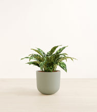 Load image into Gallery viewer, Sage Green*****Profile
