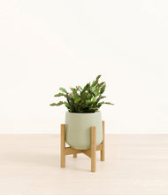 Load image into Gallery viewer, Turquoise stand:bamboo
