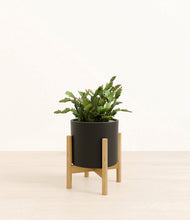 Load image into Gallery viewer, Black stand:bamboo
