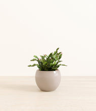 Load image into Gallery viewer, Desert Brown*****Profile
