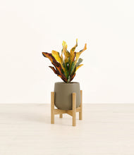 Load image into Gallery viewer, Olive stand:bamboo
