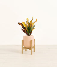 Load image into Gallery viewer, Gentle Pink stand:bamboo
