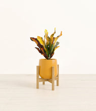 Load image into Gallery viewer, Mustard stand:bamboo
