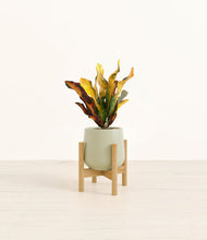 Load image into Gallery viewer, Turquoise stand:bamboo
