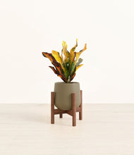 Load image into Gallery viewer, Olive stand:walnut
