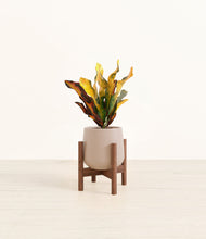 Load image into Gallery viewer, Eternal Gray stand:walnut
