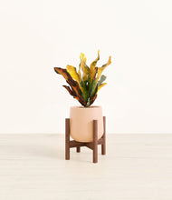 Load image into Gallery viewer, Gentle Pink stand:walnut
