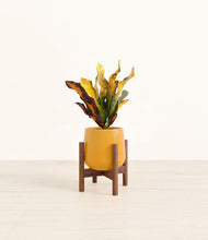 Load image into Gallery viewer, Mustard stand:walnut
