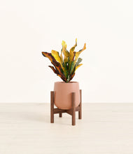 Load image into Gallery viewer, Calm Rose stand:walnut
