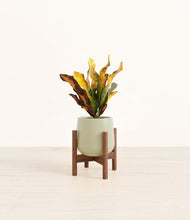 Load image into Gallery viewer, Turquoise stand:walnut
