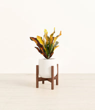 Load image into Gallery viewer, White stand:walnut
