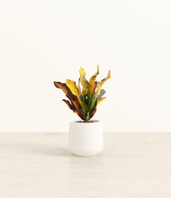 Load image into Gallery viewer, White
