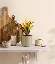 Load image into Gallery viewer, Sage Green
