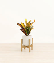 Load image into Gallery viewer, Cotton White stand:bamboo
