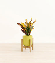 Load image into Gallery viewer, Key Lime Yellow stand:bamboo
