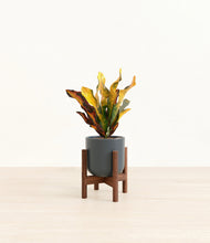 Load image into Gallery viewer, Iron Gray stand:walnut
