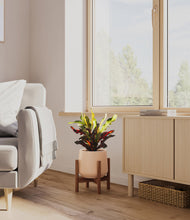 Load image into Gallery viewer, Gentle Pink stand:walnut
