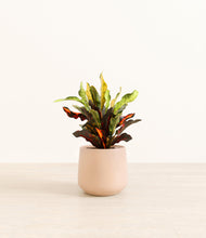 Load image into Gallery viewer, Gentle Pink
