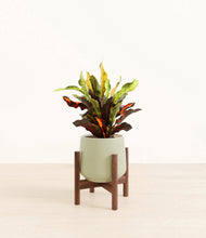 Load image into Gallery viewer, Turquoise stand:walnut
