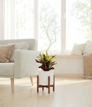 Load image into Gallery viewer, White stand:walnut
