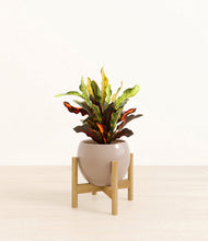 Load image into Gallery viewer, Desert Brown stand:bamboo
