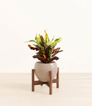 Load image into Gallery viewer, Desert Brown stand:walnut
