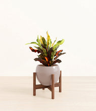 Load image into Gallery viewer, Winter Clouds stand:walnut
