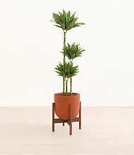 Load image into Gallery viewer, Earth Red stand:walnut
