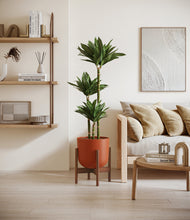 Load image into Gallery viewer, Earth Red stand:walnut
