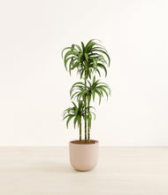 Load image into Gallery viewer, Sandy Pink*****Profile
