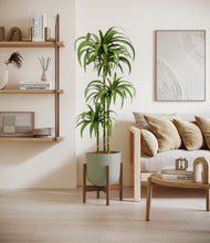 Load image into Gallery viewer, Sage Green stand:walnut
