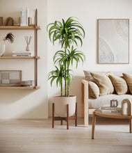 Load image into Gallery viewer, Sandy Pink stand:walnut
