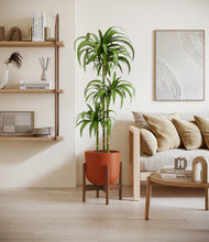 Load image into Gallery viewer, Earth Red stand:walnut
