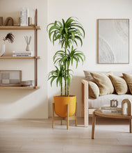 Load image into Gallery viewer, Sunset Orange stand:bamboo
