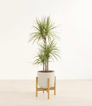Load image into Gallery viewer, Natural Bamboo stand:bamboo
