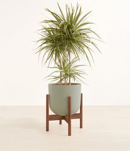 Load image into Gallery viewer, Sage Green stand:walnut
