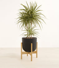 Load image into Gallery viewer, Stone Black stand:bamboo
