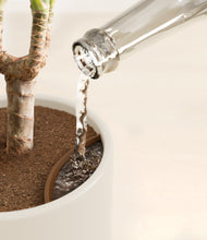 Load image into Gallery viewer, Cotton
