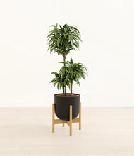 Load image into Gallery viewer, Stone Black stand:bamboo
