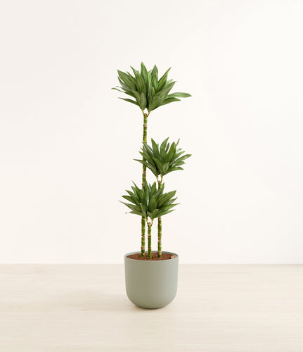 Sage Green*****Profile